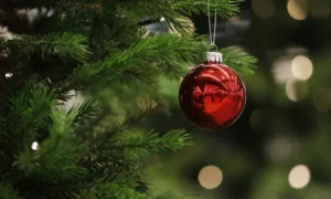Купити ялинку у Миколаєві