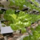 Гідропонне вирощування овочів в Україні: користь для населення
