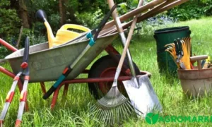 Посівний календар на грудень