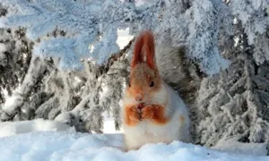 Свята у лютому 2026