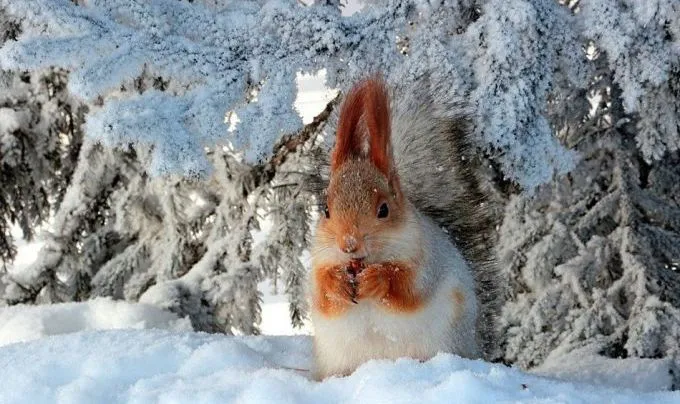 Свята у лютому 2026