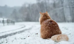 Прогноз погоди