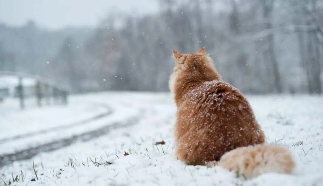 Прогноз погоди