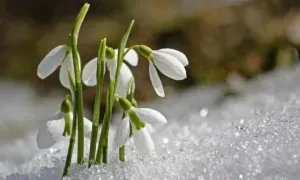 Свято 29 березня
