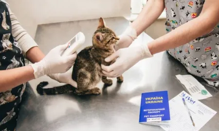 Чіпування тварин