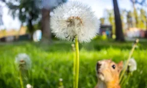 Погода