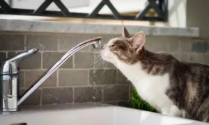 Відключення води